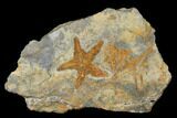 Ordovician Starfish (Petraster?) Fossil - Morocco #175284-1